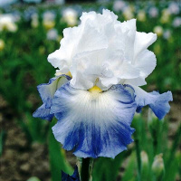 Элитные сорта ирисов