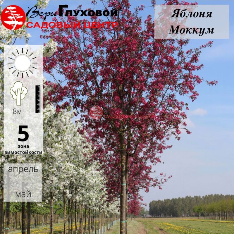 Основное изображение товара