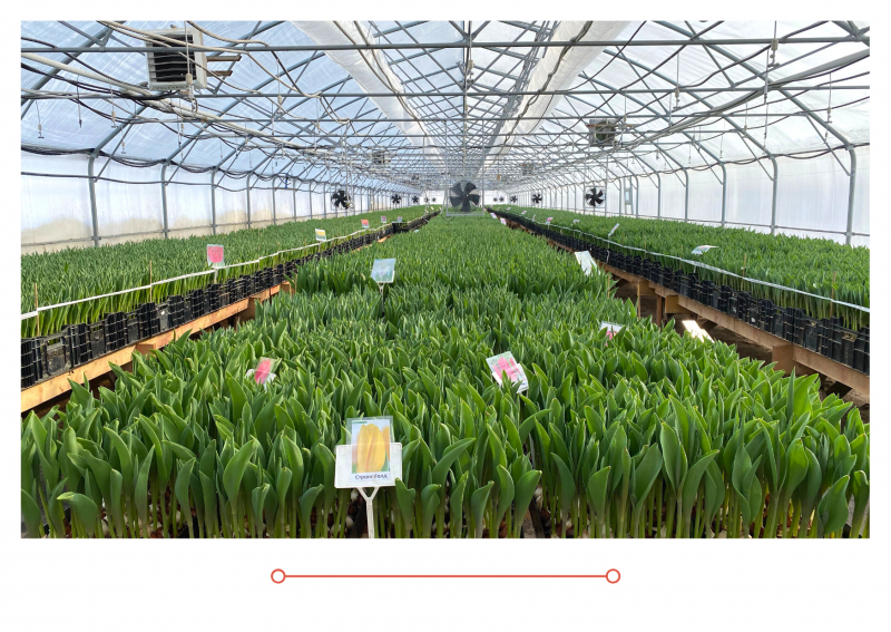 Дачные Советы новый выпуск от17.02.2022