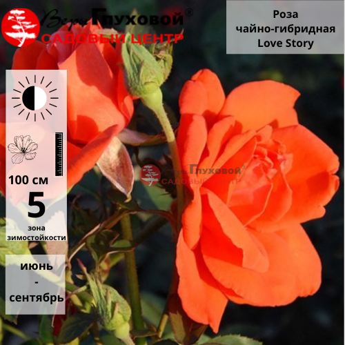 Основное изображение товара