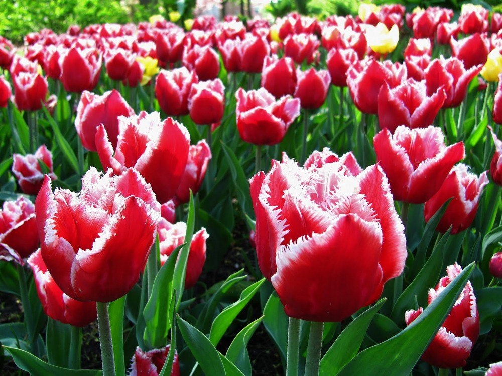 Тюльпан Канаста — скоро в продаже Тюльпан Канаста — скоро в продаже