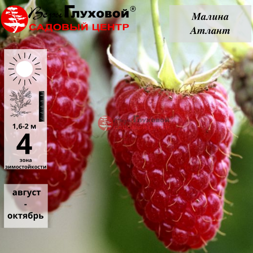 Основное изображение товара