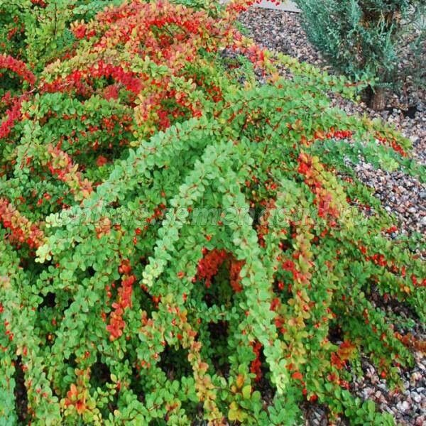 Барбарис Тунберга «Грин Карпет» Berberis thunbergii «Green Carpet»