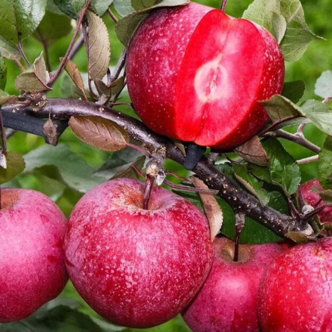 Основное изображение товара