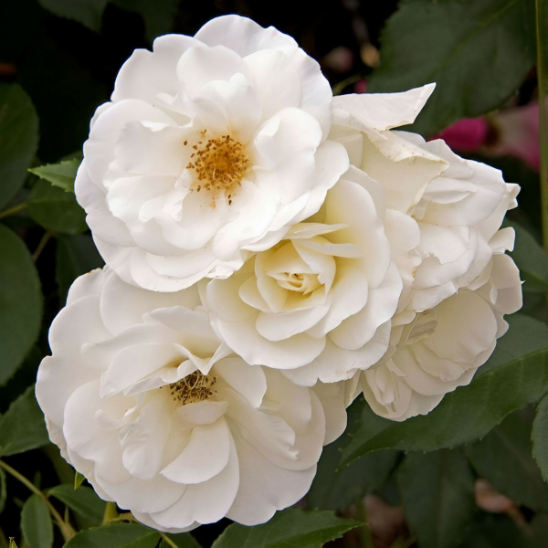 Основное изображение товара