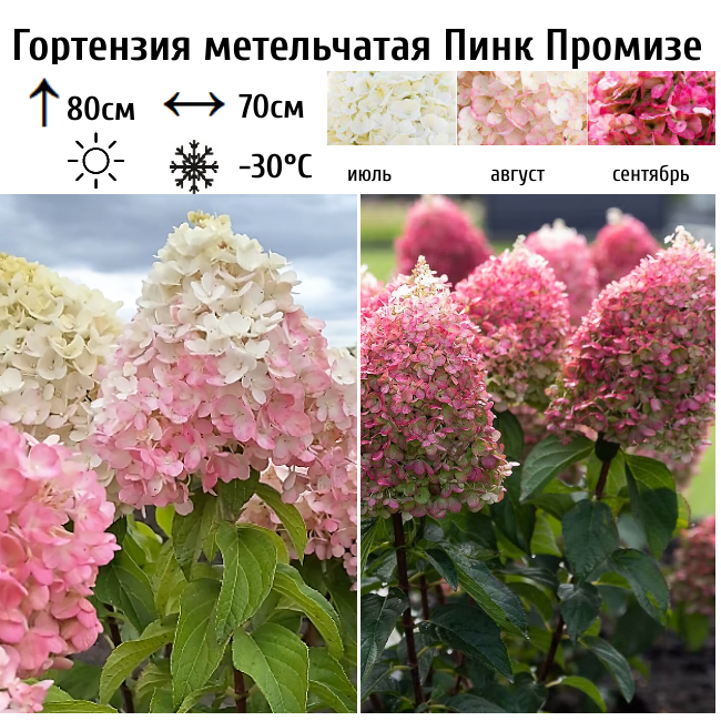 Гортензия метельчатая Пинк Промизе