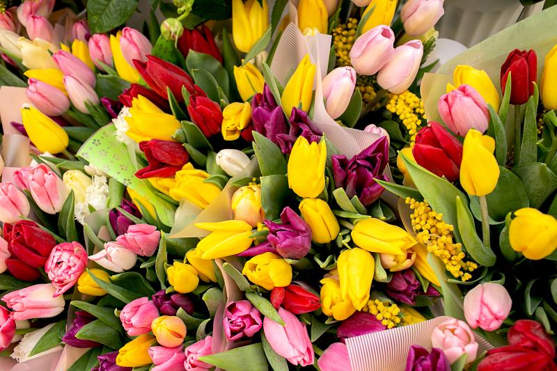 ТЮЛЬПАНЫ К 8 МАРТА!!!!