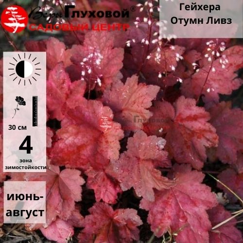 Гейхера Отумн Ливз