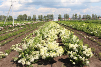 В питомнике цветут гортензии