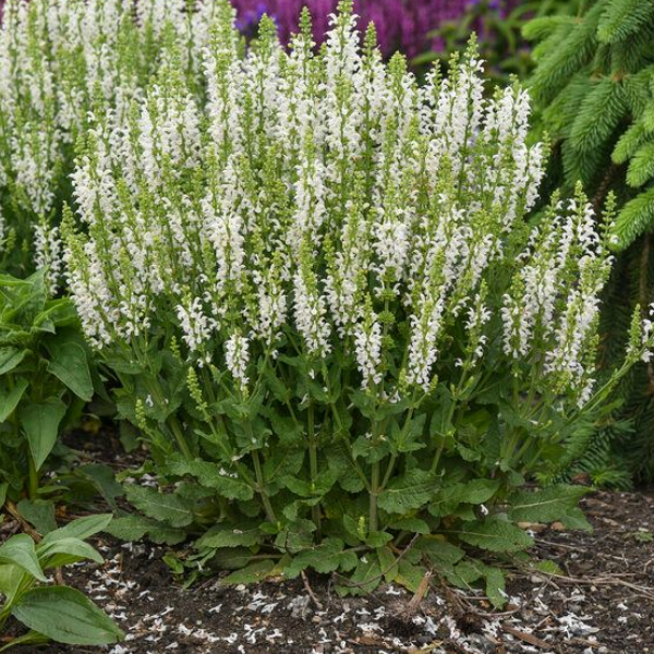 Основное изображение товара