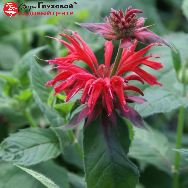 Монарда гибридная Гадэнвью Скарлет