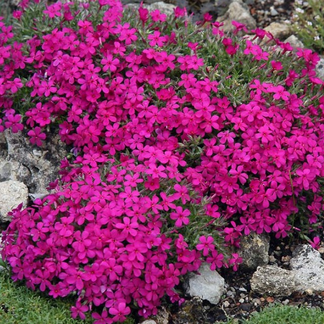 Основное изображение товара