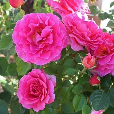 Основное изображение товара