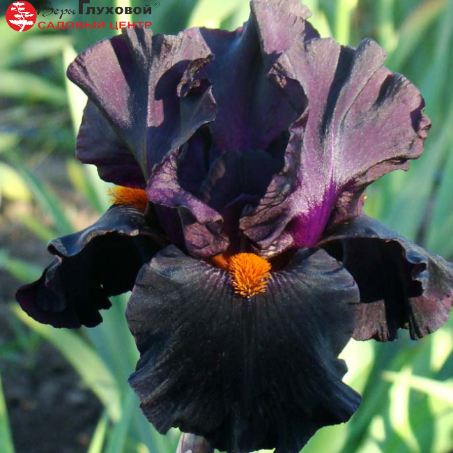 Основное изображение товара