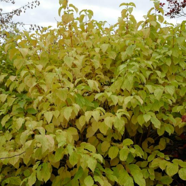 Основное изображение товара