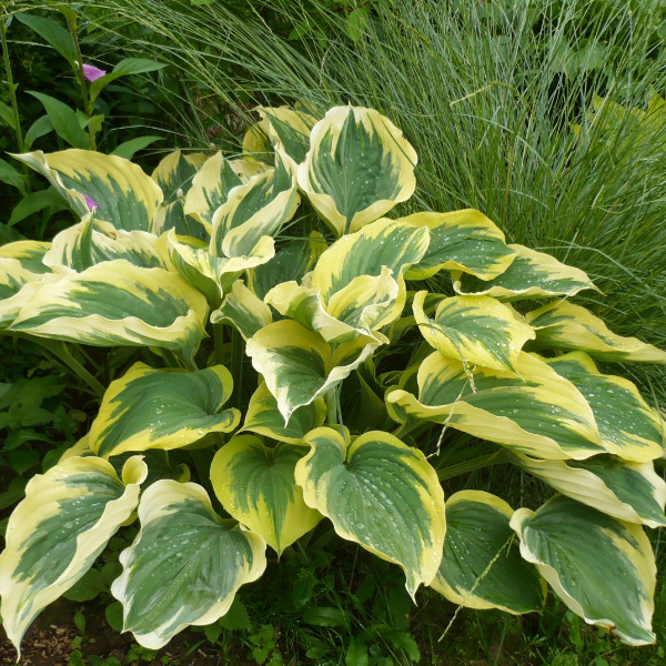 Основное изображение товара