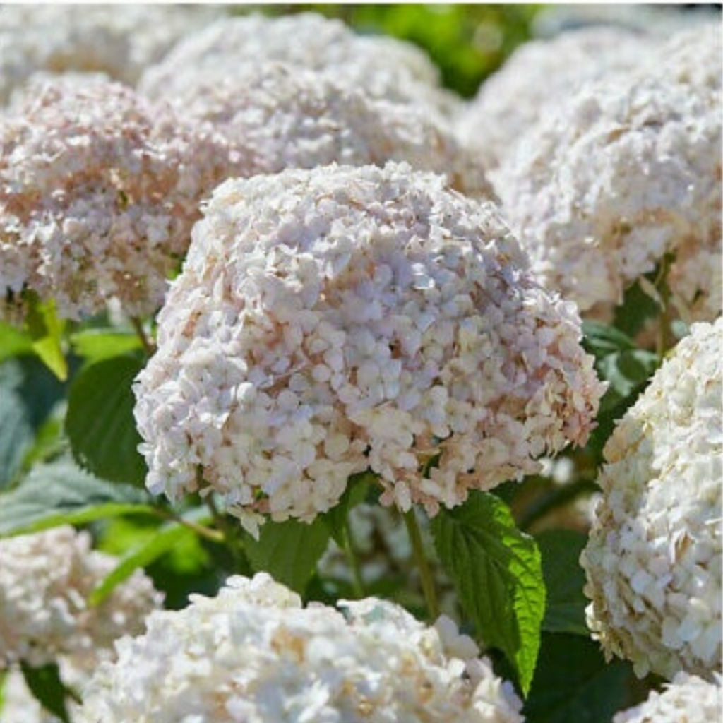 маршмеллоу.png маршмеллоу.png