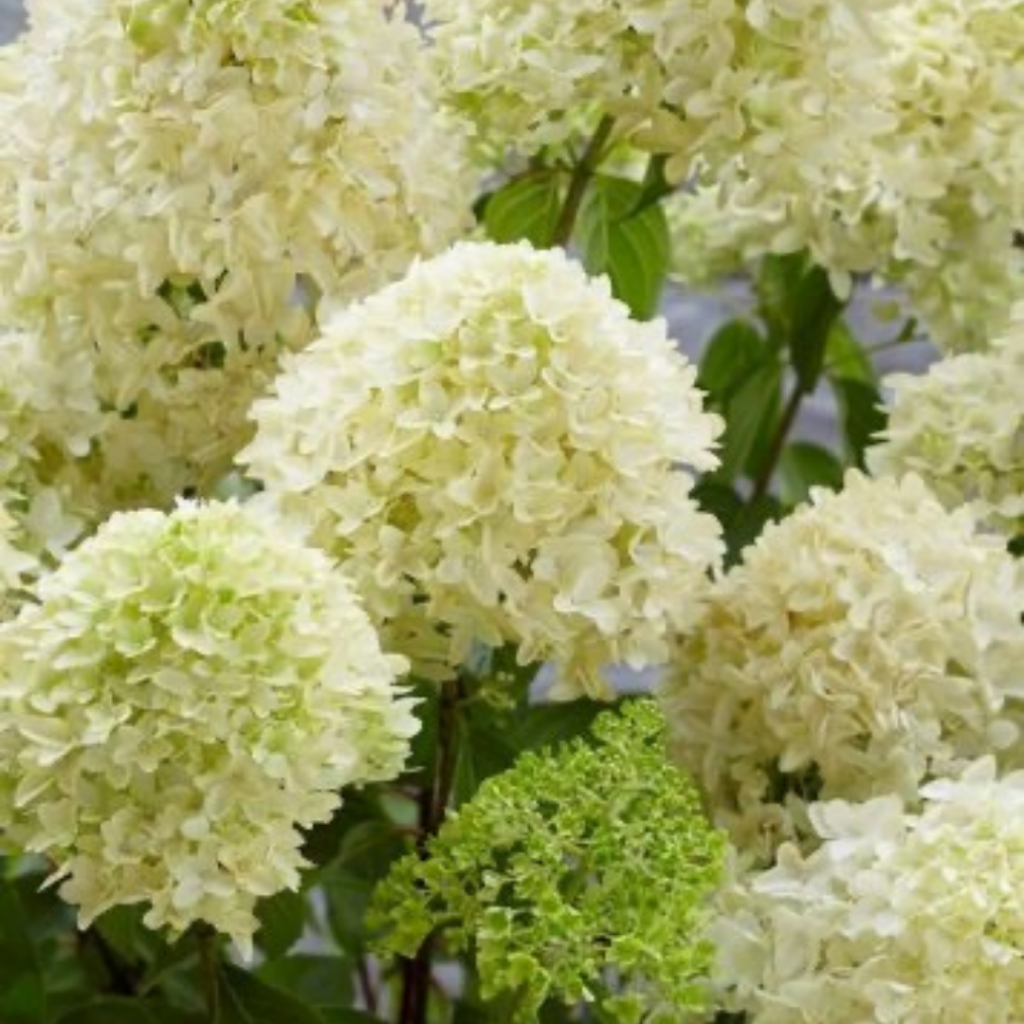 Скайфолл.png Скайфолл.png