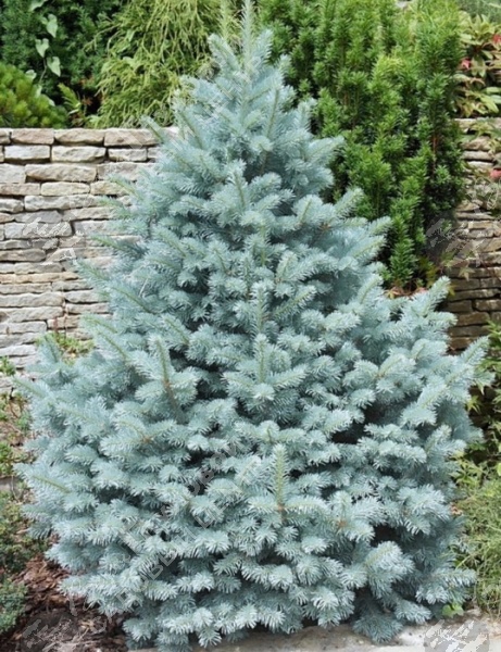 Ель колючая "Глаука Мисти Блю" на фото
