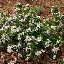 Основное изображение товара