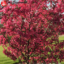 Яблоня Джон Доуни -  Malus 