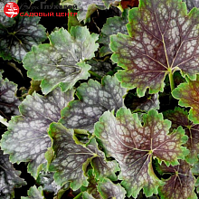 Основное изображение товара