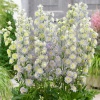 Дельфиниум высокий (Delphinium elatum) Хайлендер Мунлайт С2 НСп/26