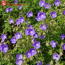 Основное изображение товара