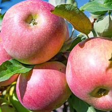 Рисунок 306.jpg