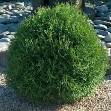 Основное изображение товара