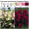 Гортензия метельчатая "Самарская Лидия" на фото