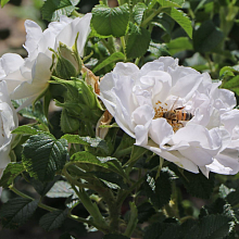 Основное изображение товара