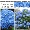 Гортензия крупнолистная (Hydrangea macrophyllа) Эндлесс Саммер Ориджинал Блю  С3 БдН/26