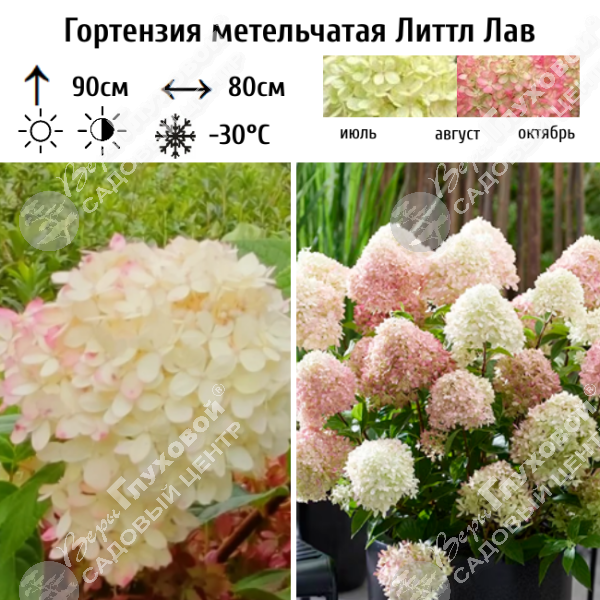 Гортензия метельчатая "Литтл Лав" на фото