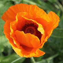 Основное изображение товара