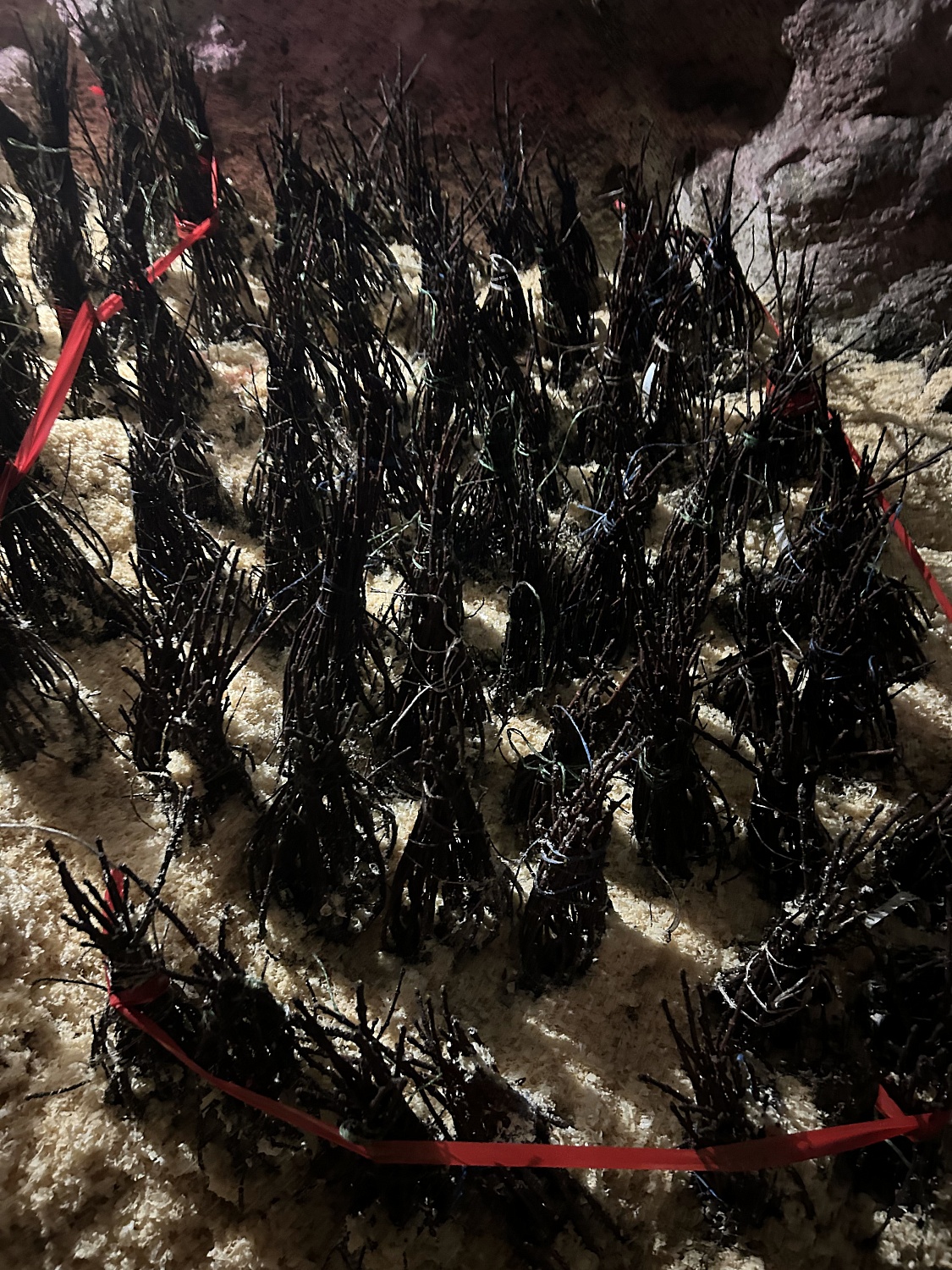 Не только королева сада, но и хозяйка горы