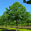 Липа широколистная (Tilia platyphyllos) Рубра 200-250 С20 РСав/26