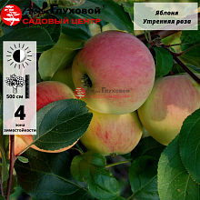 Яблоня Утренняя роза (летний сорт)