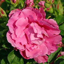 Основное изображение товара