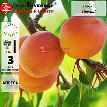Абрикос Царский (ранний сорт) 5-летка