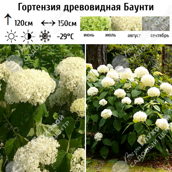 Гортензия древовидная "Баунти" на фото