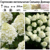 Гортензия метельчатая (Hydrangea paniculata) Сильвер Доллар  С2 СП/26