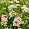 Пузыреплодник калинолистный (Physocarpus opulifolius) Литтл Грини  С3 СП/25