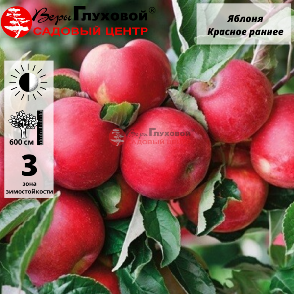 Основное изображение товара