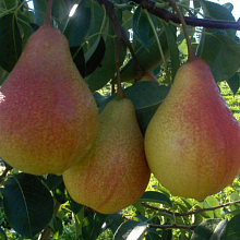 Груша Мраморная (раннеосенний сорт) 1-летка