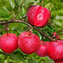 Основное изображение товара