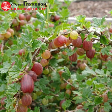 Основное изображение товара