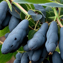 Основное изображение товара