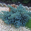 Можжевельник чешуйчатый 