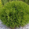 Туя западная (Thuja occidentalis) Хозери 20-30 С3 ПК/26